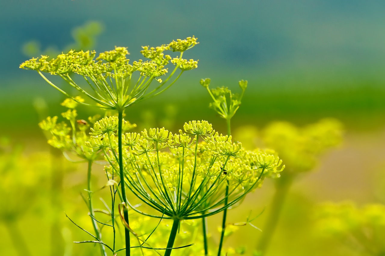 Ein Foto von der Fenchelblüte in der Natur